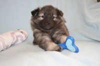 /album/fotogalerie-arkan-alias-modry/nemecky-vlci-spic-modry-931-jpg/